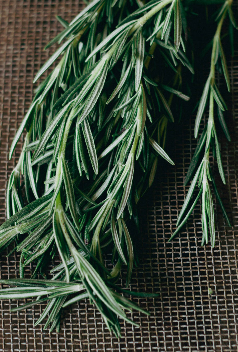 Rosemary: Benefits, Uses, and Growing Tips