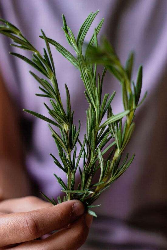 Rosemary: Benefits, Uses, and Growing Tips — Lemon in Ginger