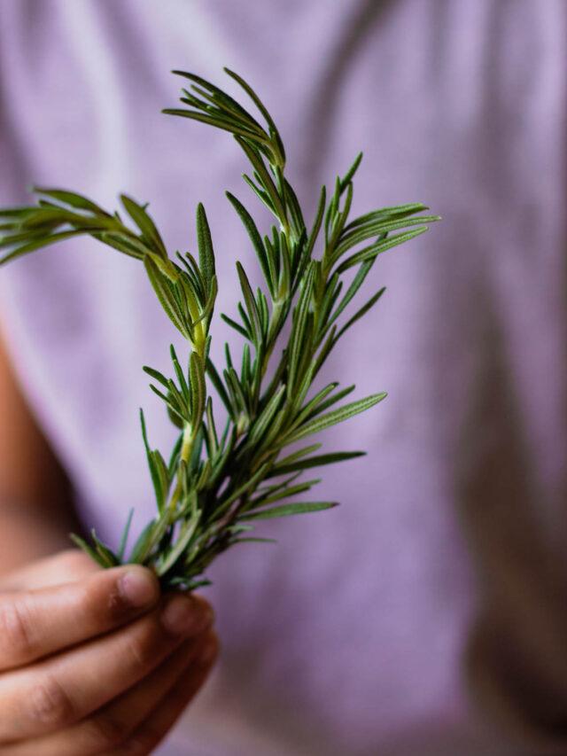 Rosemary: Benefits, Uses, and Growing Tips